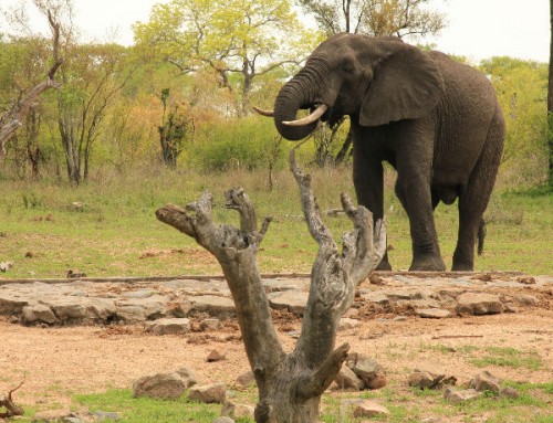 5 Day Kruger Safari