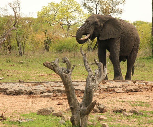 5 Day Kruger Safari